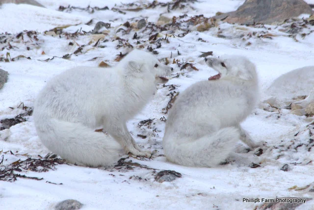 Arctic Foxes at Play