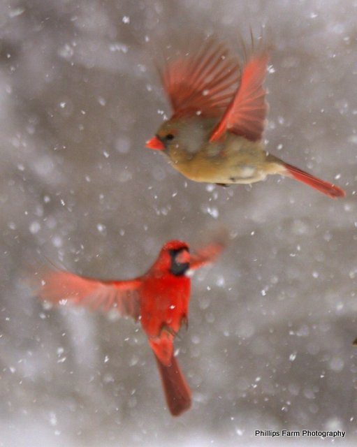 Cardinals in Flight